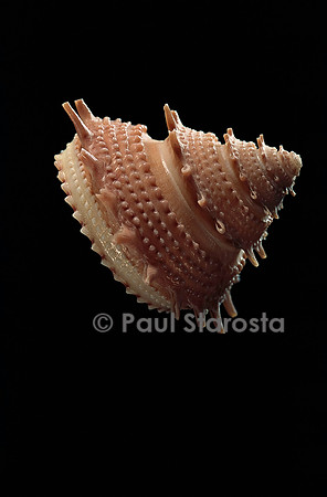 Bolma bartschi