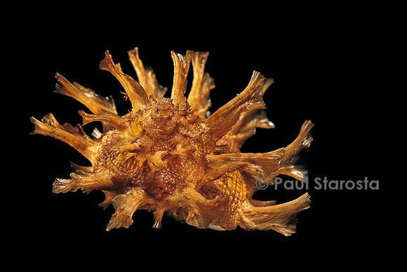Bolma girgyllus