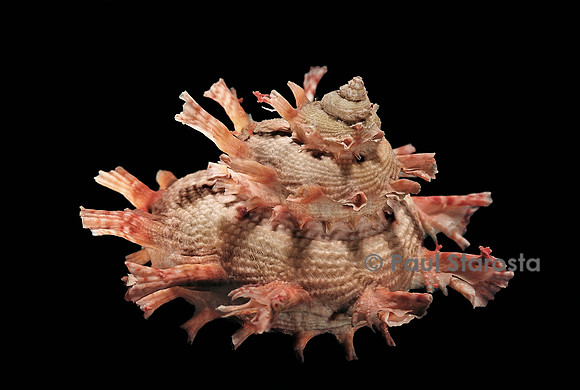Bolma girgyllus