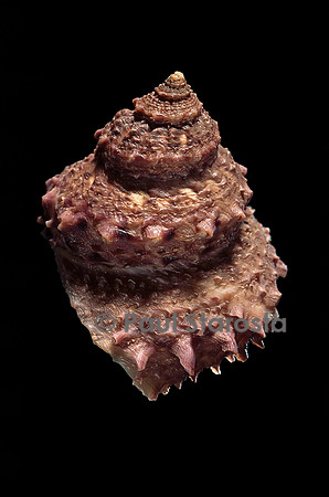 Bolma modesta