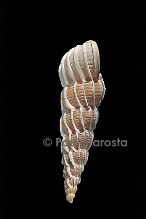 Boreoscala groenlandica