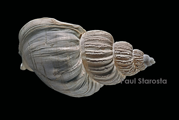 Buccinum politum