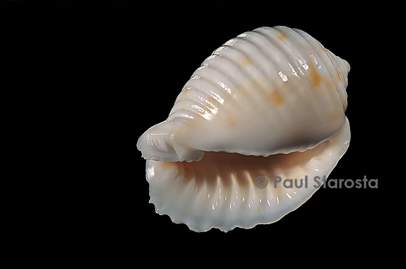 Bulla ampulla