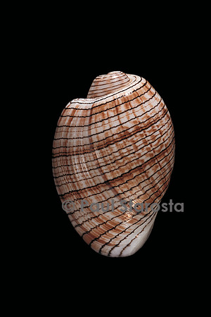 Bulla striata