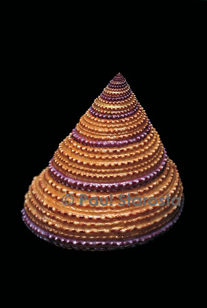Calliostoma annulatum