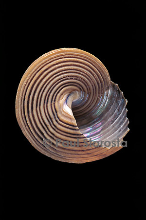 Calliostoma canaliculata