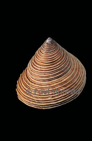 Calliostoma canaliculata