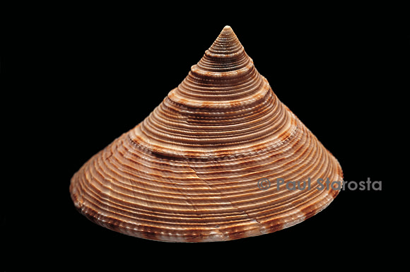 Calliostoma formosense