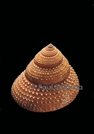 Calliostoma foveauxana