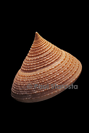 Calliostoma selecta