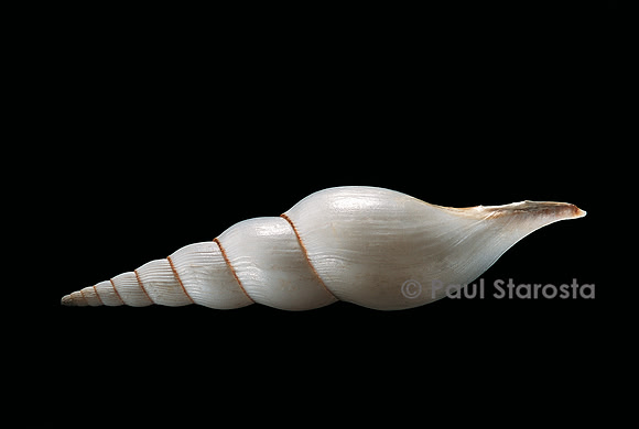 Calliotectum johnsoni dupreyi