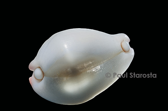 Calpurnus verrucosus