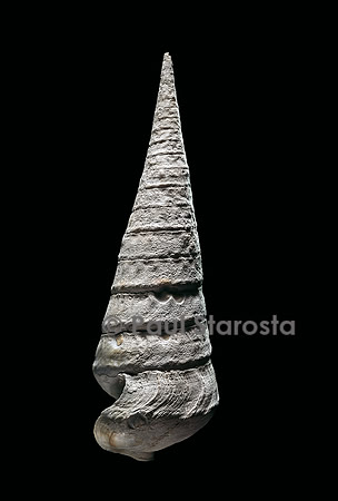 Campanile symbolicum