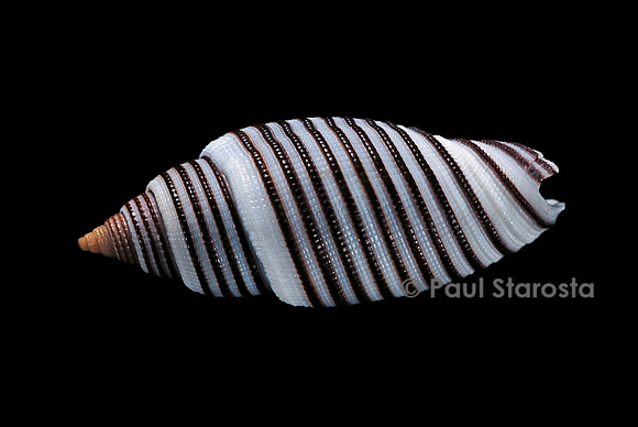 Cancilla (Domiporta) filaris