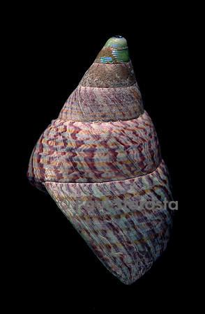 Cantharidus opalus cannoni