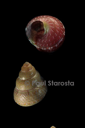 Cantharidus sendersi
