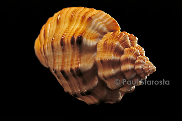 Cantharus melanostomus