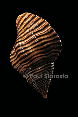 Cantharus undosus
