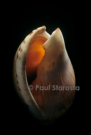 Casmaria erinaceus kalosmodix