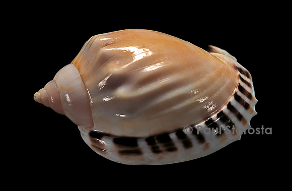 Casmaria ponderosa