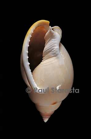 Cassis glabrata