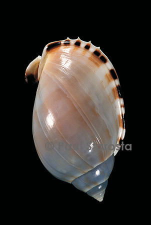 Cassis vibex