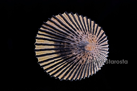 Cellana exarata
