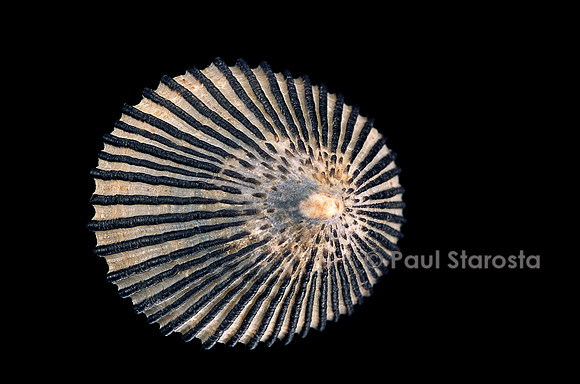 Cellana exarata