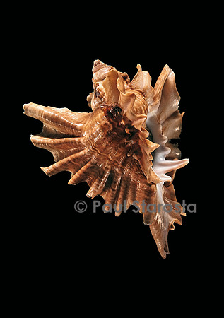 Ceratostoma burnetti