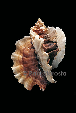Ceratostoma foliatum