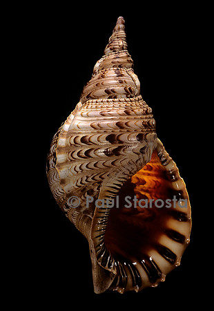 Charonia tritonis (triton, Triton géant, Triton conque, Trompette de Neptune)