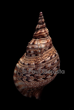 Charonia tritonis (triton, Triton géant, Triton conque, Trompette de Neptune)