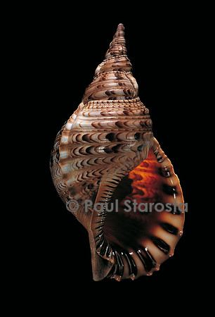 Charonia tritonis (triton, Triton géant, Triton conque, Trompette de Neptune)