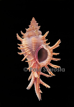 Chicoreus aculeatus