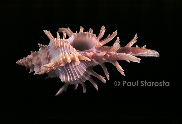 Chicoreus aculeatus
