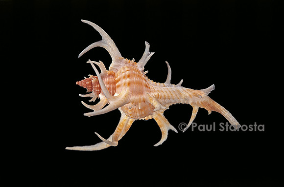 Chicoreus cervicornis