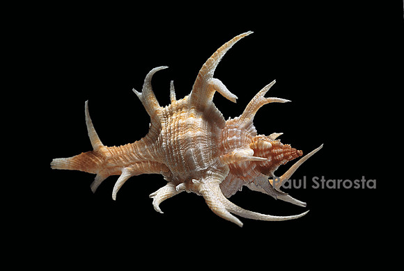 Chicoreus cervicornis