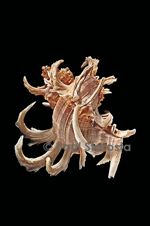 Chicoreus cornucervi
