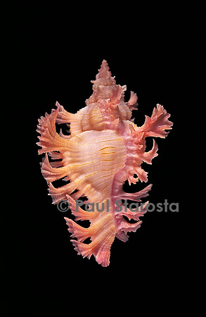 Chicoreus nobilis