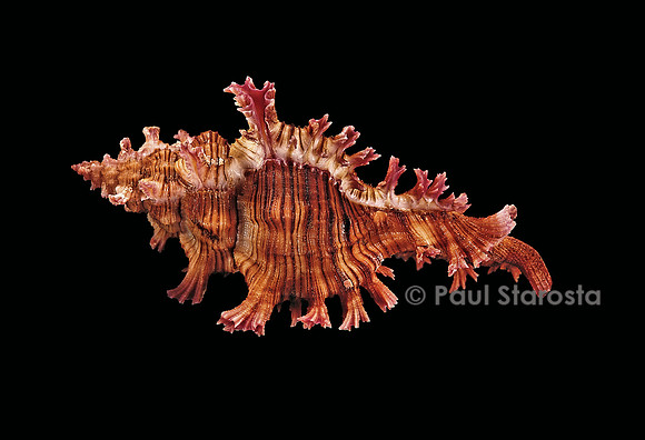 Chicoreus sauliae