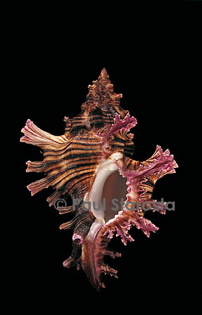 Chicoreus steeriae