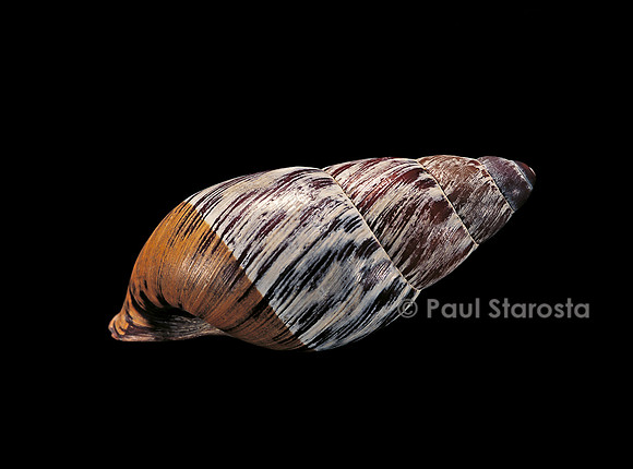 Chrysallis aspera