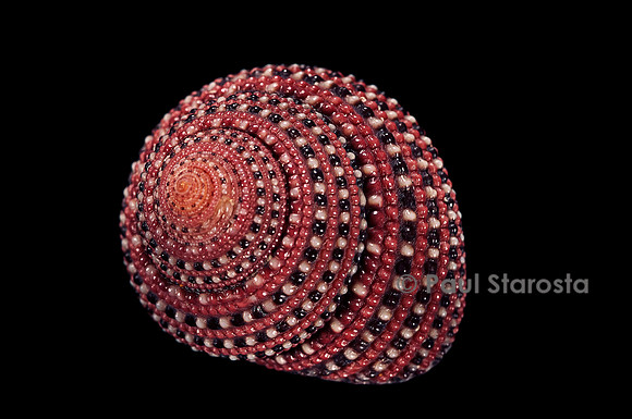 Clanculus pharaonius