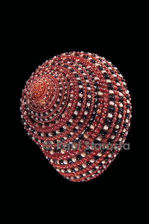 Clanculus pharaonius