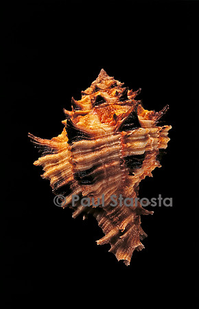 Hexaplex duplex