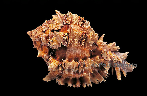Hexaplex regius