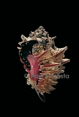 Hexaplex regius