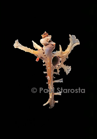 Homalocantha anomaliae