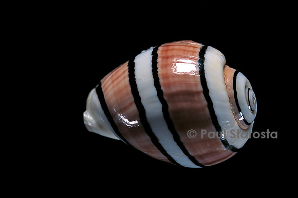 Hydatina amplustre