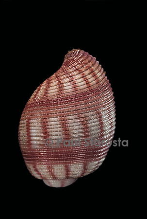 Hydatina nobilis